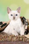 Thai Kitten