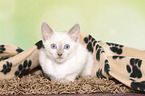 Thai Kitten
