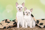 Thai Kitten