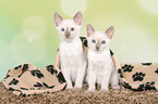 Thai Kitten