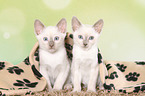 Thai Kitten