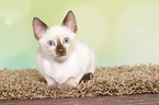 Thai Kitten