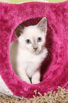 Thai Kitten