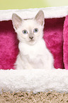 Thai Kitten