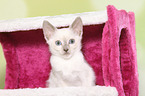 Thai Kitten