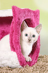 Thai Kitten
