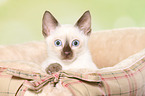 Thai Kitten