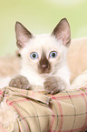 Thai Kitten
