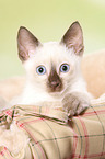 Thai Kitten