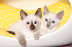 Thai Kitten
