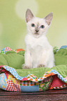 Thai Kitten