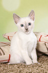 Thai Kitten