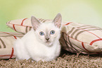 Thai Kitten