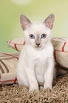 Thai Kitten