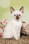 Thai Kitten