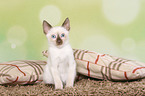 Thai Kitten