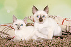 Thai Kitten