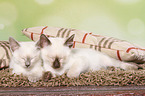 Thai Kitten