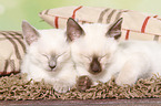 Thai Kitten