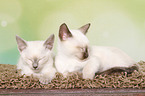 Thai Kitten