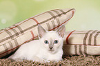 Thai Kitten