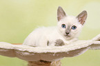 Thai Kitten