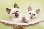 Thai Kitten