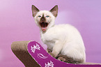 Thai Kitten