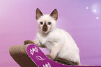 Thai Kitten