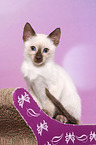 Thai Kitten