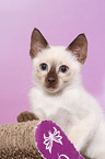 Thai Kitten