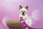Thai Kitten