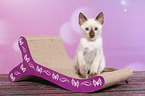 Thai Kitten