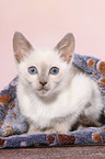 Thai Kitten