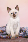 Thai Kitten
