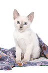 Thai Kitten