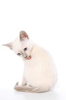 Thai Kitten