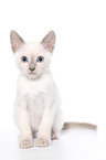 Thai Kitten