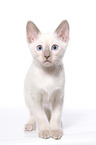 Thai Kitten
