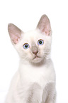 Thai Kitten