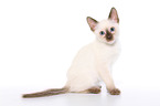 Thai Kitten