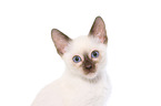 Thai Kitten
