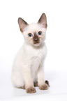 Thai Kitten