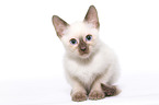 Thai Kitten