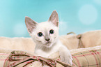 Thai Kitten