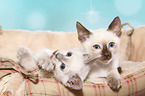 Thai Kitten