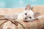 Thai Kitten