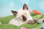 Thai Kitten