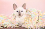 Thai Kitten