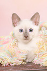 Thai Kitten